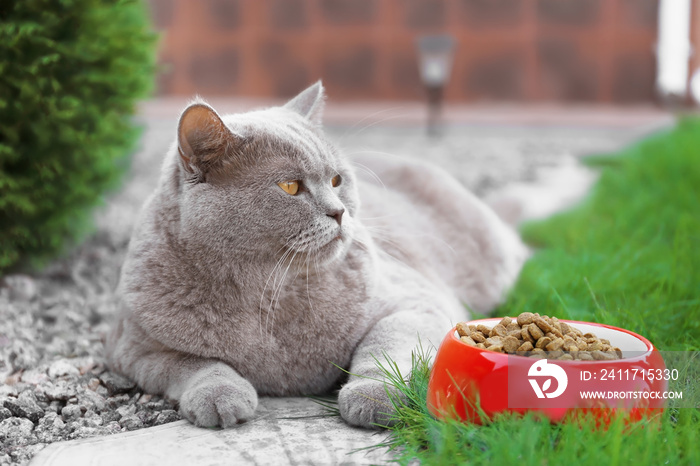 Funny overweight cat lying near bowl with food outdoors