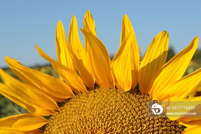 la stagione dei girasoli in toscana