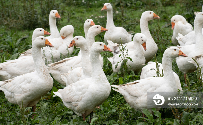 A group of white domestic geese stands in a green, damp meadow. The birds look to the side.