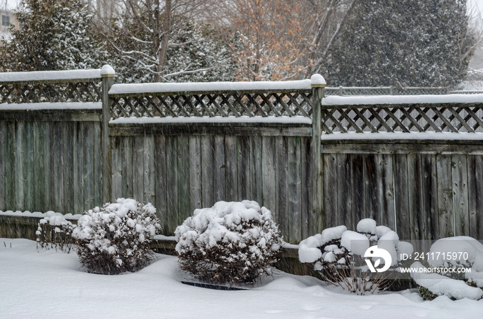 Backyard fence and shrubs in a snowfall