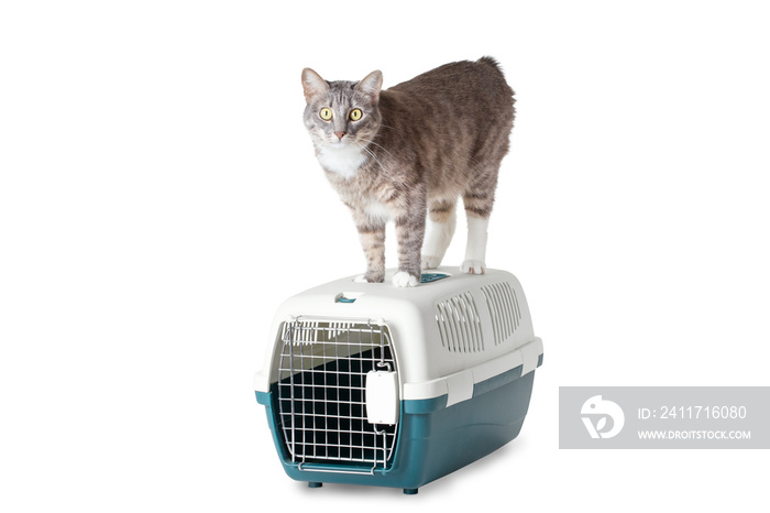 The cat and cage pet carrier isolated on white background