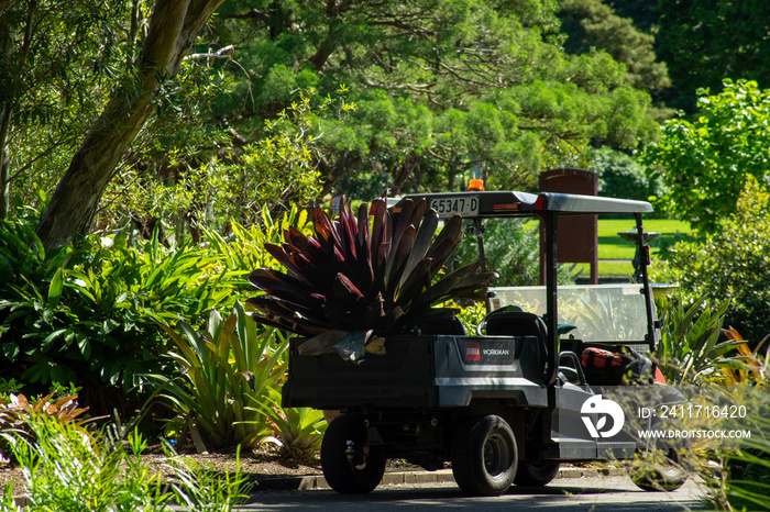 Transporting bromeliad to a new location in the garden