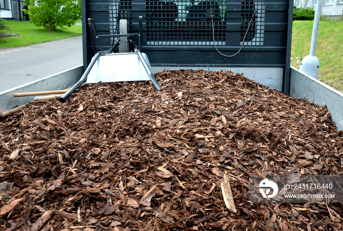 mulch bark from pieces of pine and spruce to prevent weeds from growing and germinating gardener carries it on the back of a delivery van man’s hand evaluates the quality of pieces of mulch