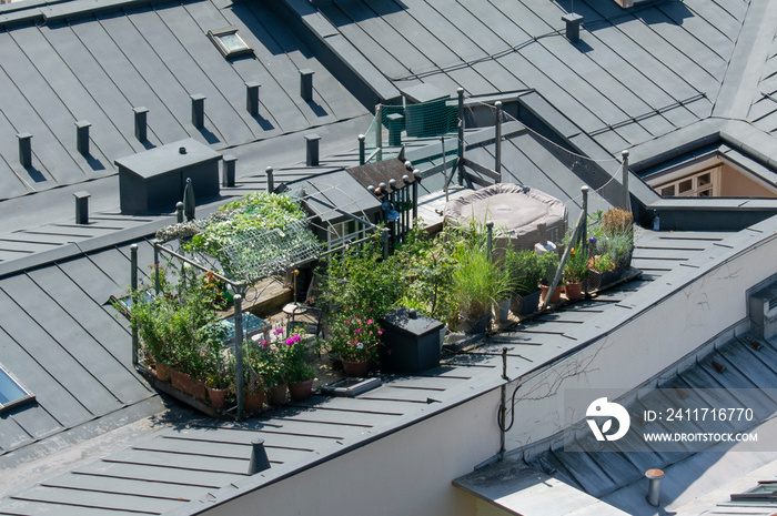 Urban rooftop garden . Green oasis on the top of the roof in Salzburg.