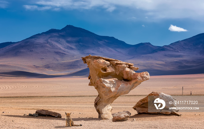 Wild Andean fox and Stone tree or arbol de piedra, the famous stone tree rock formation created by wind, in the Siloli desert in Eduardo Avaroa Andean Fauna National Reserve. Bolivia. Sourh America