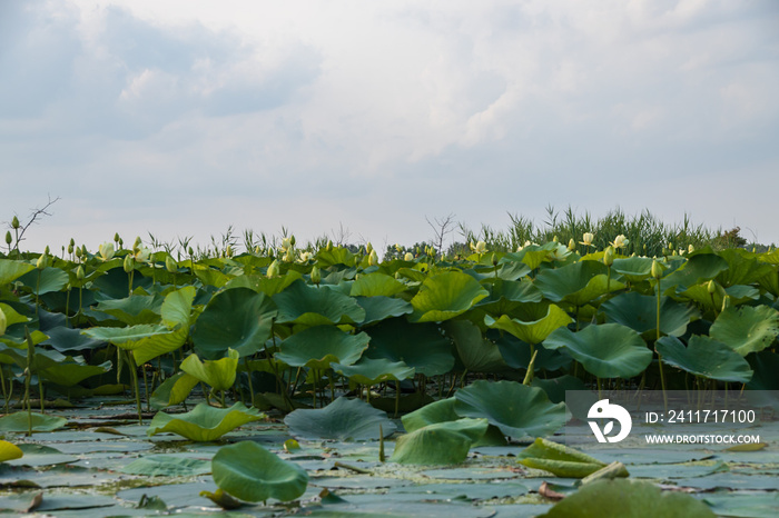 Yellow water lily in the pond