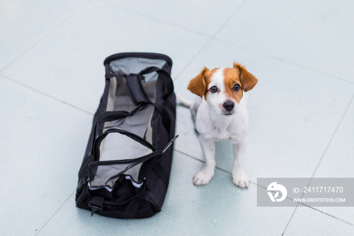 cute small dog with his travel bag ready to get on board the airplane at the airport. Pet in cabin. Traveling with dogs concept