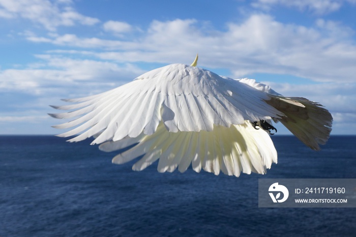 Close Up Side View of the Wings of a Flying Cockatoo