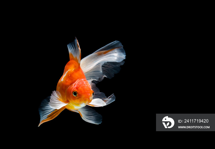 goldfish isolated on a dark black background