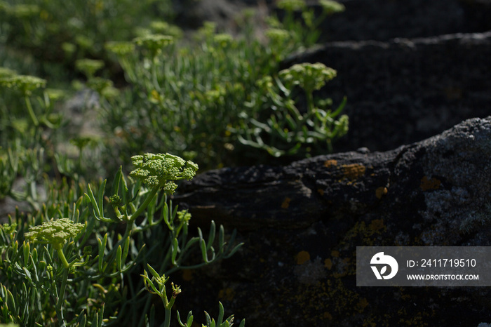 Crithmum maritimum also known as rock samphire or sea fennel. Photographed at Pointe de la Varde, Rotheneuf, near Saint Malo, Ille-et-Vilaine, Bretagne, France.