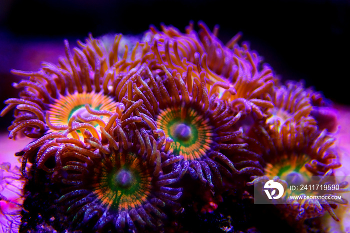 Ultra Close up shot on Caribbean Sunny D zoanthus sp. colony polyps