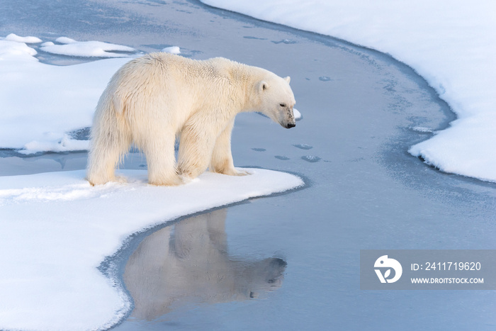 Polar Bear with reflection in thin ice at the ice edge