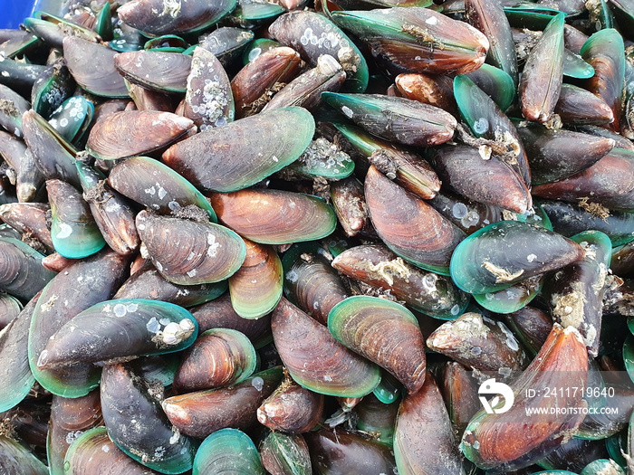 Green-lipped Mussels with barnacles on their shells are sold at seafood markets. Scientific name: Perna viridis, the shell is blackish-green with tentacles or fibers for the main island called pollen