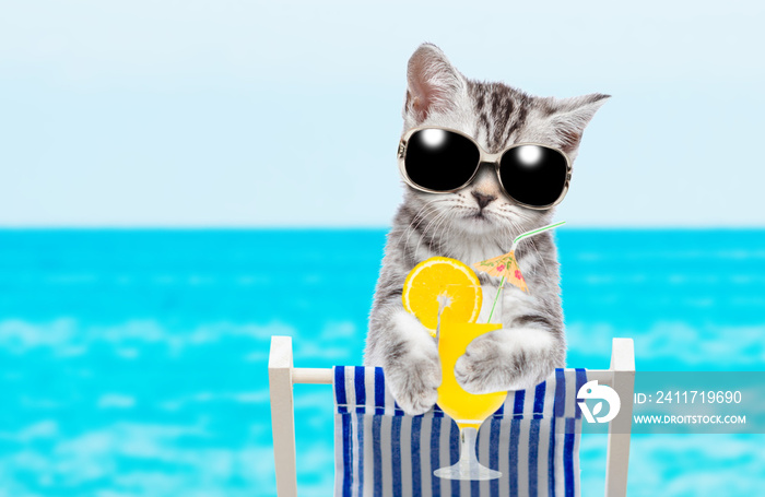 Kitten with sunglasses resting on a deck chair in the beach with orange tropical cocktail. Empty space for text