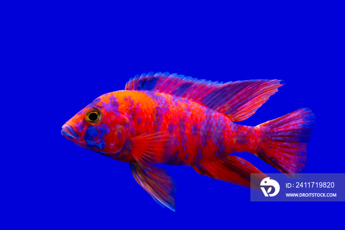 Colorful of ornamental fish, African Cichlids, Malawi Peacock in fish tank. science name Aulonocara maylandi is endemic to Lake Malawi it is Cichlidae family