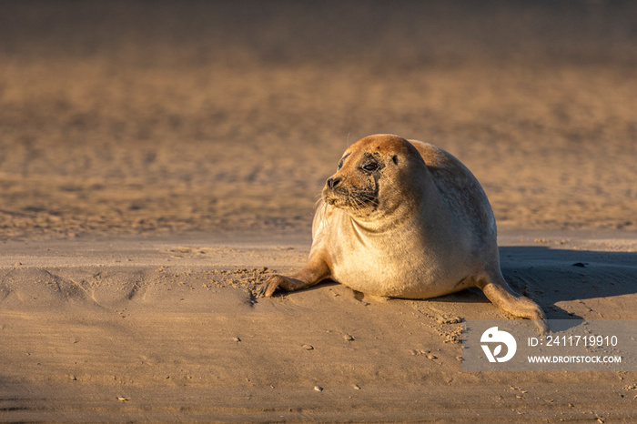 Phoque veau-marin en baie de Somme