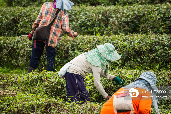 worker woman picking green tea leaf at the tea farm