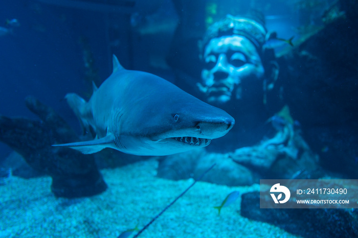 Close up of great shark swimming underwater