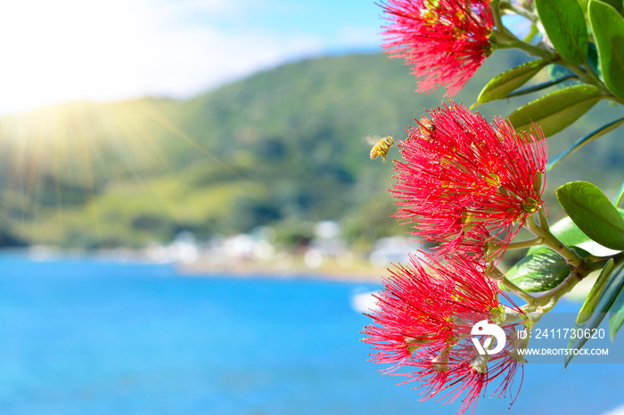 Honey bees over Pohutukawa red flowers blossom on a fine summer day by the sea.