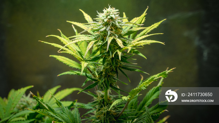 Close-up of medical marijuana female plant in bloom, growing indoor. Cannabis buds with crystals ready to harvest.