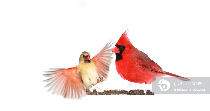 Male and Female Red Northern Cardinals