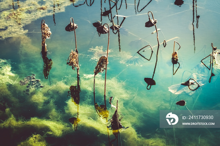 Mysterious pond with cloudy blue-green water, dead plants, invasive algae and reflection in the swamp deep water