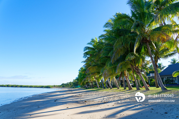 Palm tree on a white sandy beach