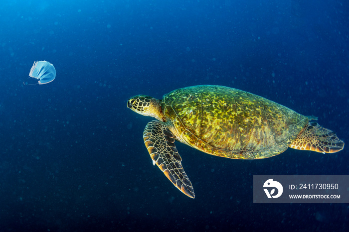 green turtle underwater while eating a covid mask abandoned on blue sea near the beach