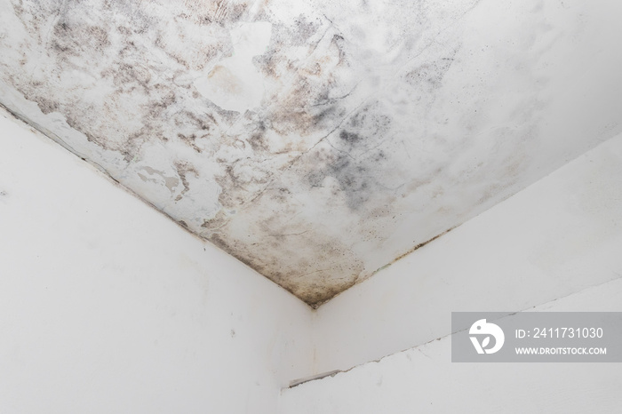 Water and mold  stain on the home ceiling