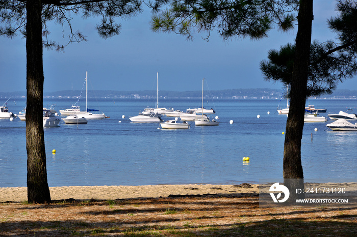 Boats on the sea and the tree pines at foreground at port of Bétey of Andernos-les-bains, ostreicole commune located on the northeast shore of Arcachon Bay, in France