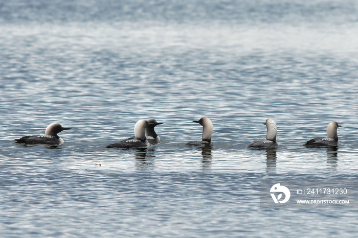 A group of Pacific loons gather on Wasilla Lake, Alaska, during their fall migration.