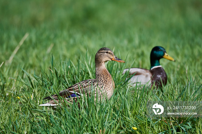 Stockenten auf einer Wiese