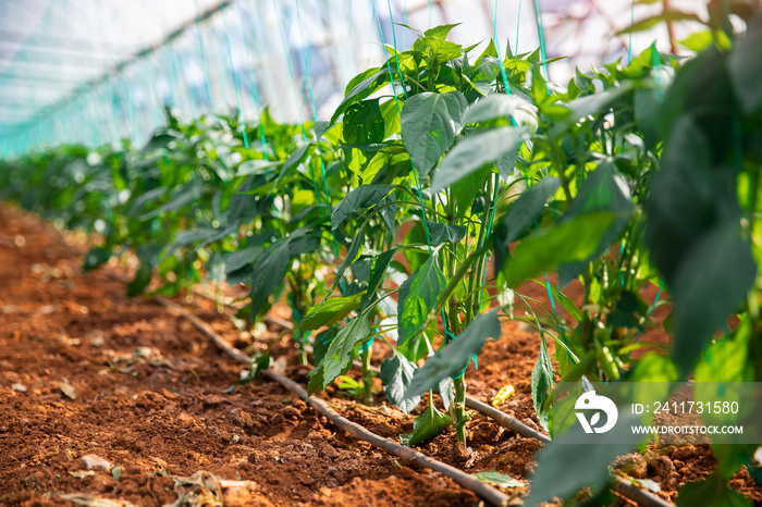 Natural food of horticulture factory. Industrial greenhouse to grow pepper vegetables