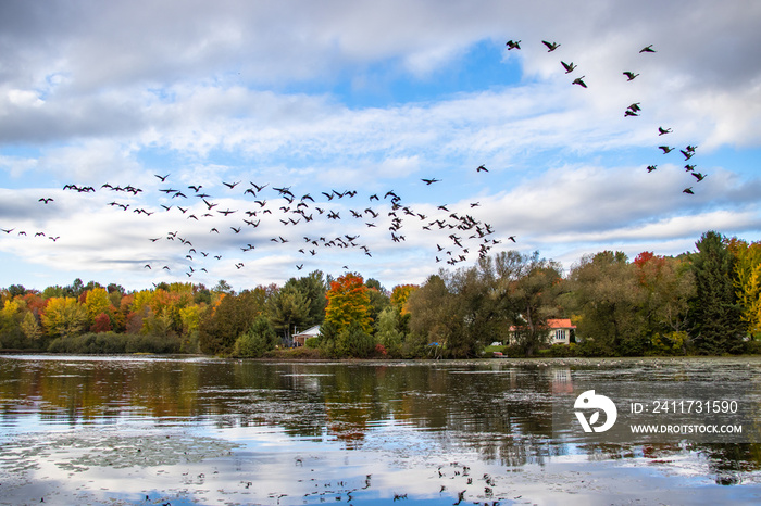 Large group of Canada geese in flight over a pond