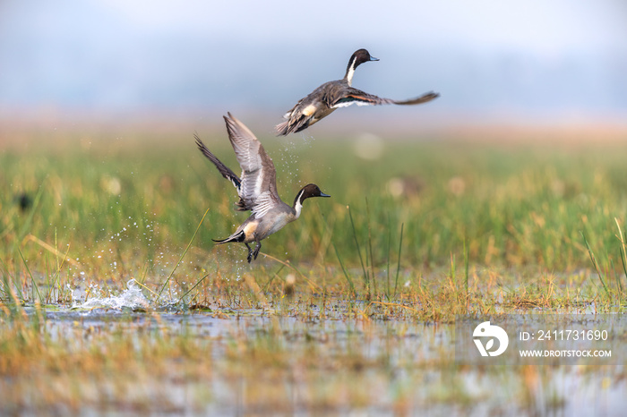 Pintail or Northern pintail (Anas acuta) at Manglajodi, Odisha, India