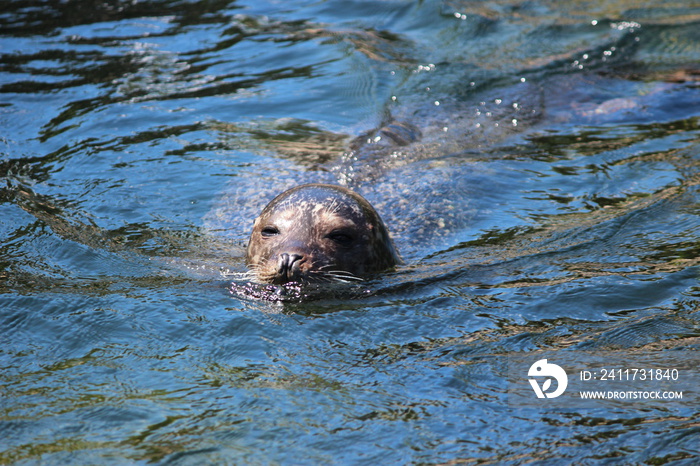 Head of swimming seal above the water surface at the Oosterschelde in the Netherlands