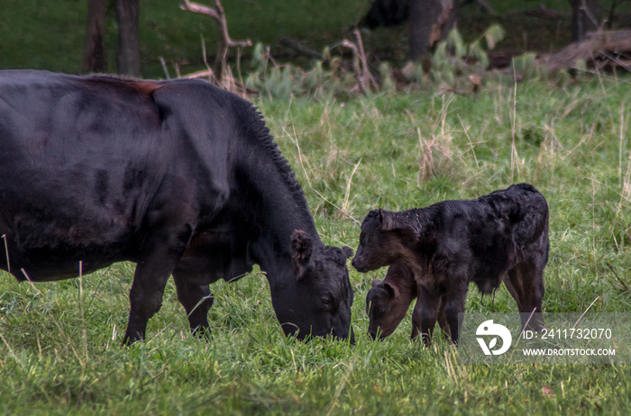 baby twin calves watch as mother cow grazes in a green field