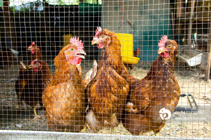 Farm Hen Chicken eggs in a simple cage. lifestyle countryside. Organic farming at Thailand.