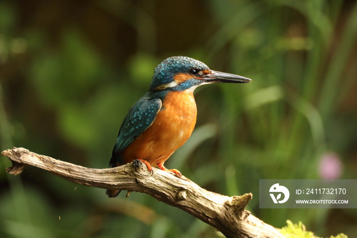 Common Kingfisher (Alcedo atthis), Eurasian kingfisher Germany