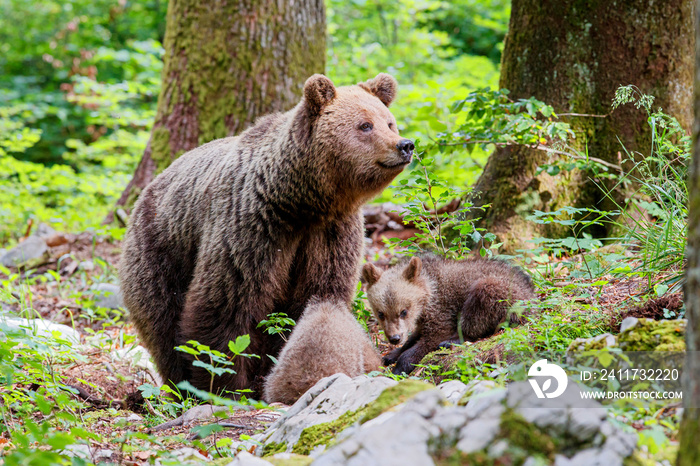 Brown bear - close encounter with a big mother wild brown bear with her cubs in the forest and mountains of the Notranjska region in Slovenia