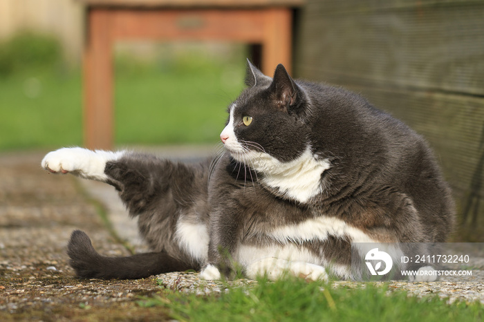 Beautiful fat cat with obesity doing some yoga in the garden in spring