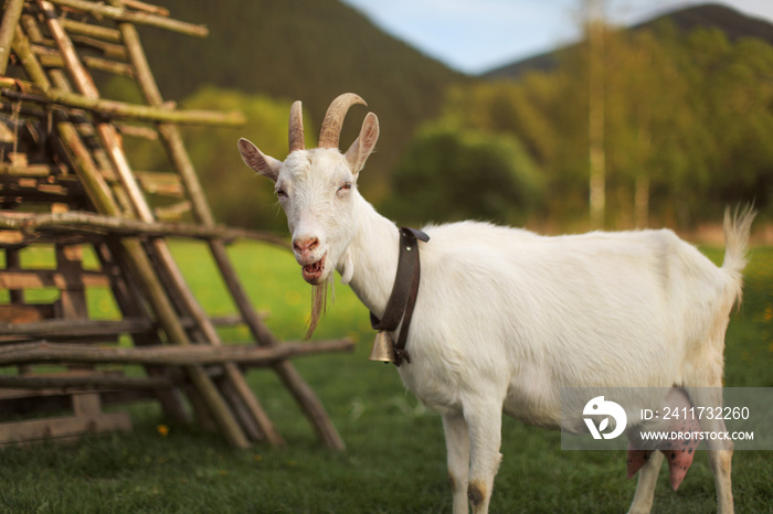 Female goat looking to side, mouth open, bleating, afternoon sun lit meadow behind her.