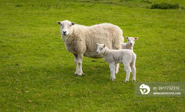 Mother sheep or Ewe  with newborn twin lambs in Springtime stood in green pasture land, facing forward.  Yorkshire Dales, UK. Horizontal. Space for copy.