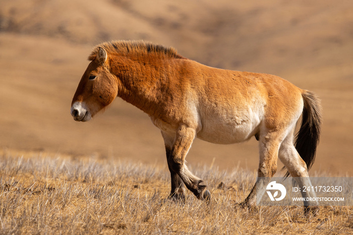 Przewalski’s Horse portrait in the magical soft light during winter time in Mongolia. Horse in the chilly morning weather. Misty morning in Mongolia. Equus ferus przewalskii. Hustai National Park.