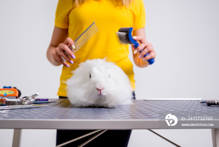 Professional cares for a rabbit in a specialized salon. Groomers holding tools at the hands.