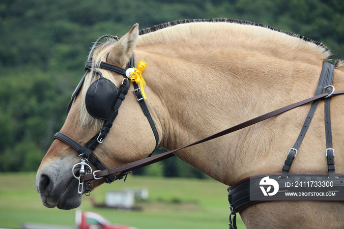 portrait of a horse