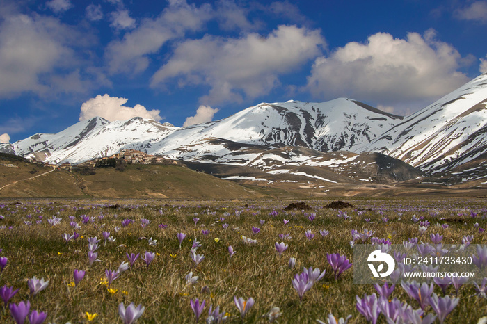 View of spring flowering of crocus vernus in Castelluccio di Norcia