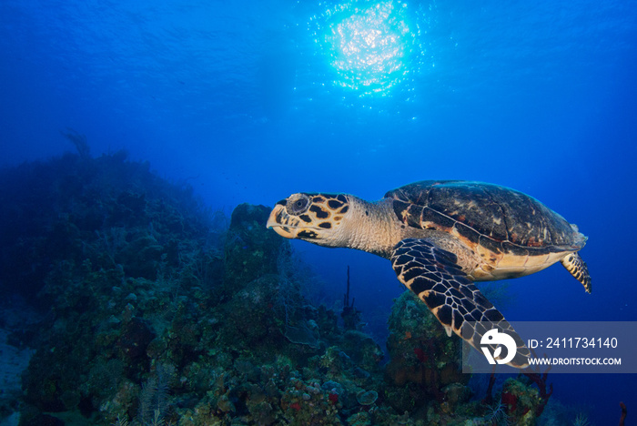 A hawksbill turtle enjoys cruising through his underwater domain above a pristine tropical reef. The coral grows under the sun that can be seen in the sky through the blue ocean