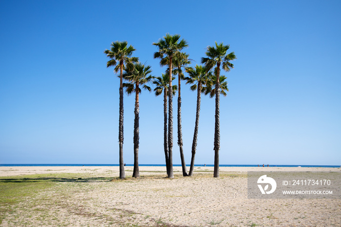 Palm trees on the beach of Calafell on the sunny day, Spain, sea in the background