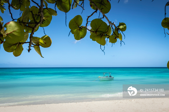 Tropical paradise, sand beach in caribbean Saona Island, Punta Cana, Dominican